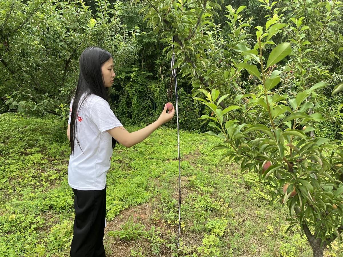 果园里的守护者，密密麻麻的监控与当地居民的回应